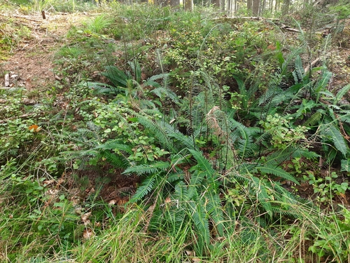deer fern
