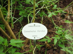 Convolvulus floridus