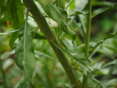 Convolvulus floridus