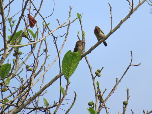 Caloramphus fuliginosus observed 2026-09-25