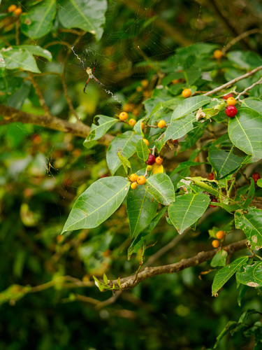 Ficus tinctoria observed 2026-10-08