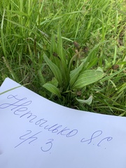 Plantago lanceolata