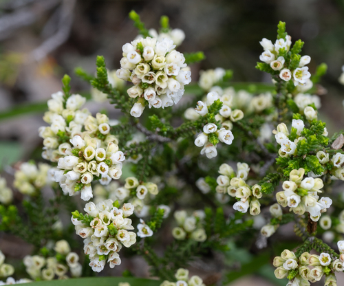 Micromyrtus ciliata observed 2026-10-05