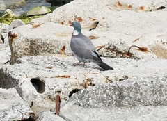 Columba palumbus