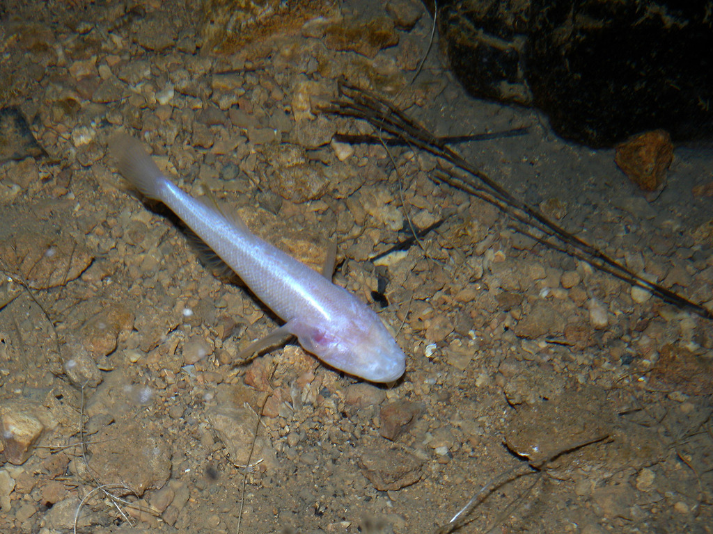 Typhleotris