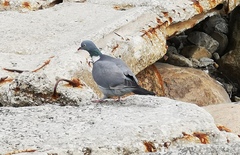 Columba palumbus