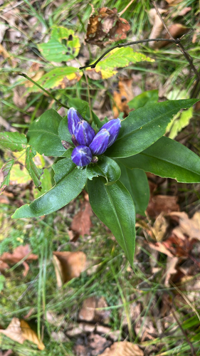 Gentiana clausa, 2026-10-07