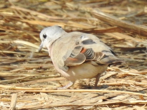 iNaturalist image