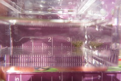 Gnorimosphaeroma noblei