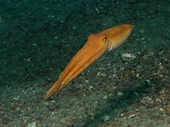 Amphioctopus mototi