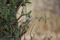 Uraeginthus cyanocephalus