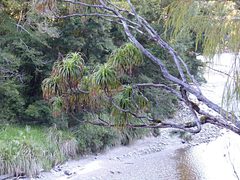 Dracophyllum elegantissimum