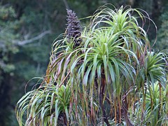Dracophyllum elegantissimum