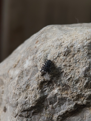 Red-bellied Jumping Spider