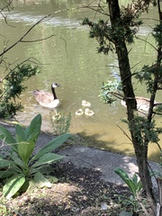 Branta canadensis