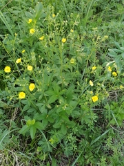 Potentilla chrysantha