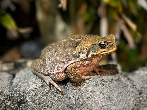 Rhinella marina observed 2026-10-08