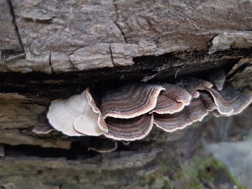 Laxitextum bicolor observed 2026-09-19