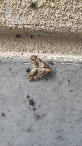 Mottled Umber