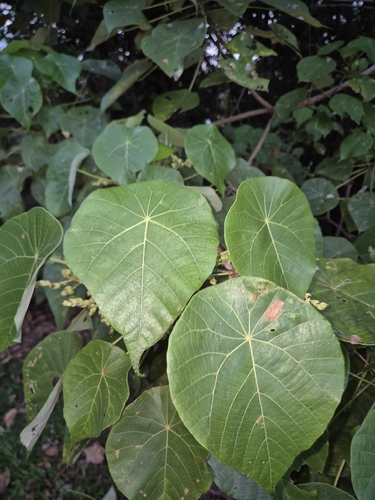 Elephant's Ear
