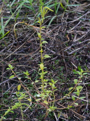 Chenopodium acuminatum virgatum
