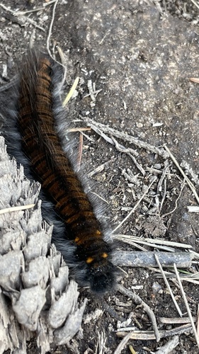 Fox Moth