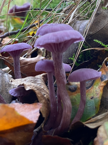 Amethyst Deceiver