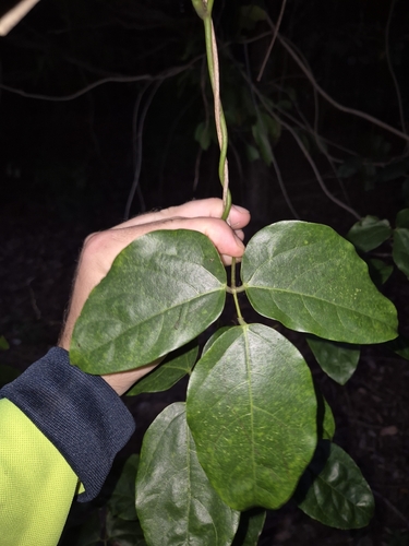 Burny Bean