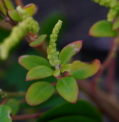 Chenopodium acuminatum virgatum
