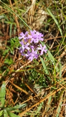 Glandularia selloi
