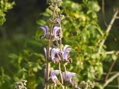 Salvia indica