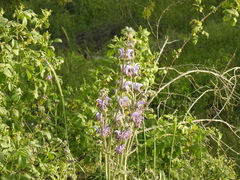 Salvia indica