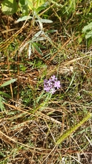 Glandularia selloi