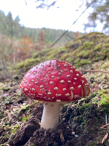 Fly Agaric