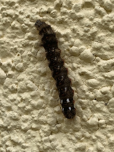 Knot Grass Moth
