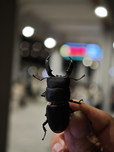 Serrognathus titanus platymelus