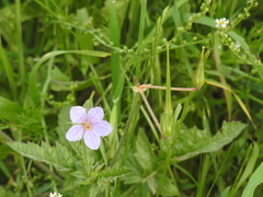 Erodium gruinum