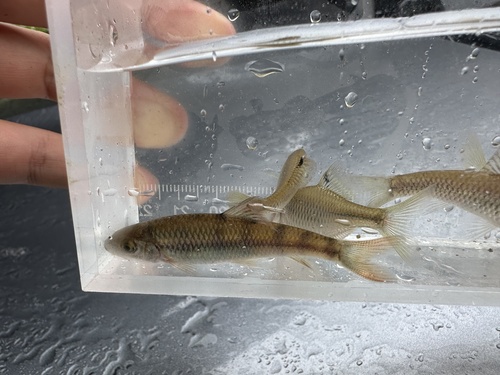 Acrossocheilus jishouensis