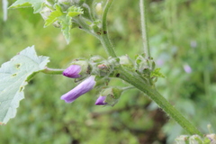Malvapion malvae