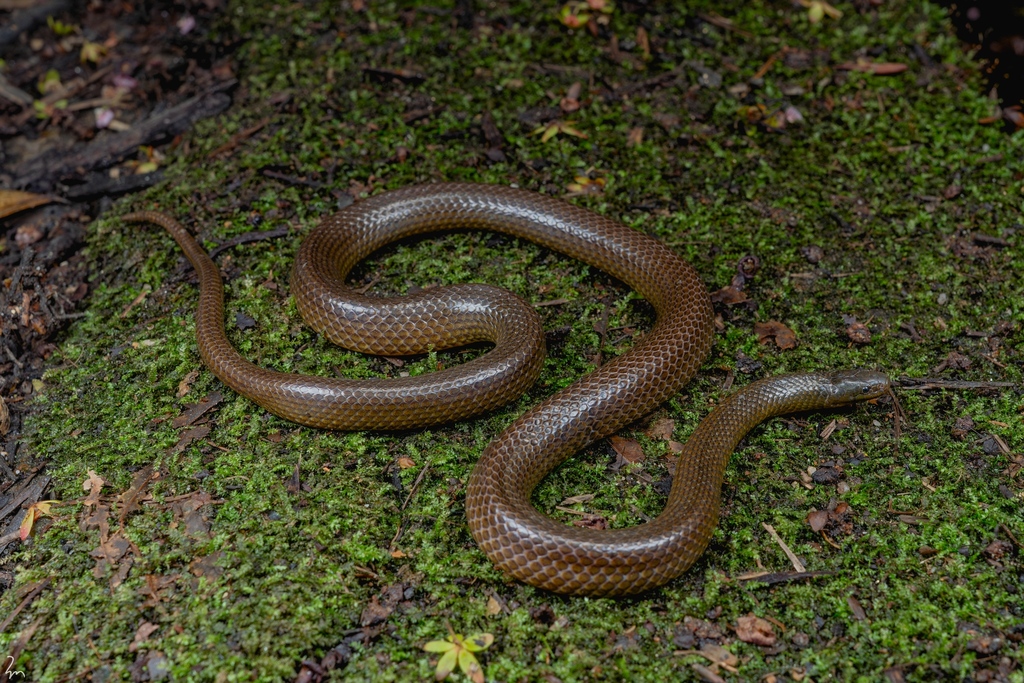 Smithophis linearis