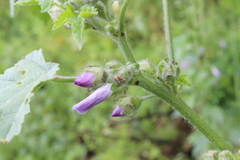 Malvapion malvae