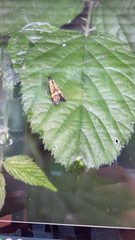 Nemophora degeerella