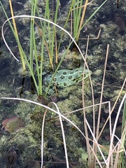 Pelophylax