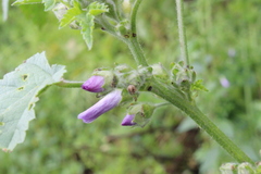Malvapion malvae