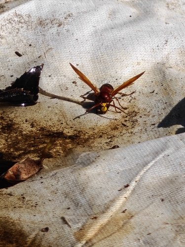 Oriental Hornet