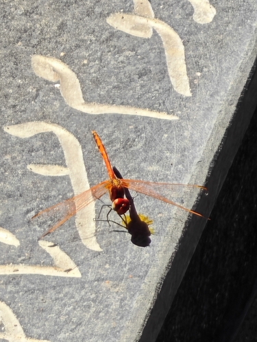 Red-veined Dropwing