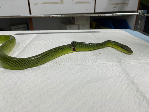Gonyosoma oxycephalum observed 2026-10-08