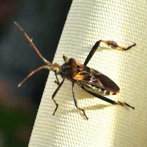 Western Conifer Seed Bug