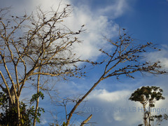 Chordeiles rupestris