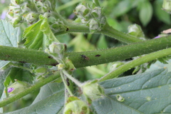 Oxycarenus hyalinipennis